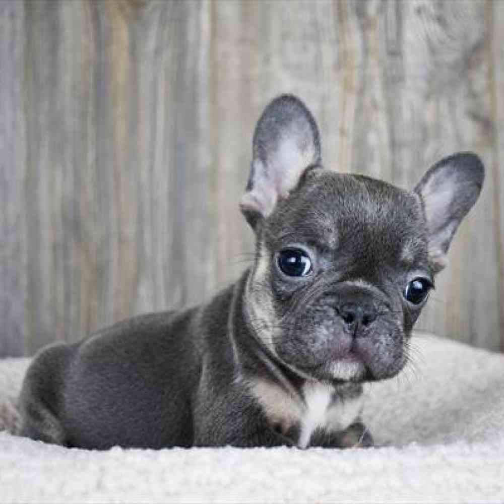 French Bulldog Puppy for sale in Boston