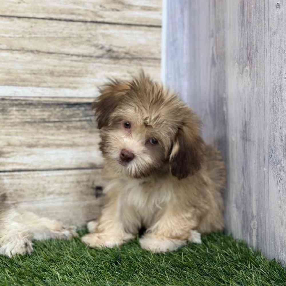 Male Havanese Puppy for Sale in Saugus, MA