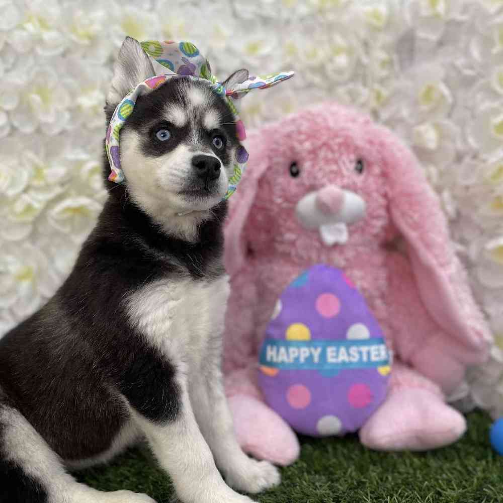 Female Alaskan Klee Kai Puppy for Sale in Braintree, MA