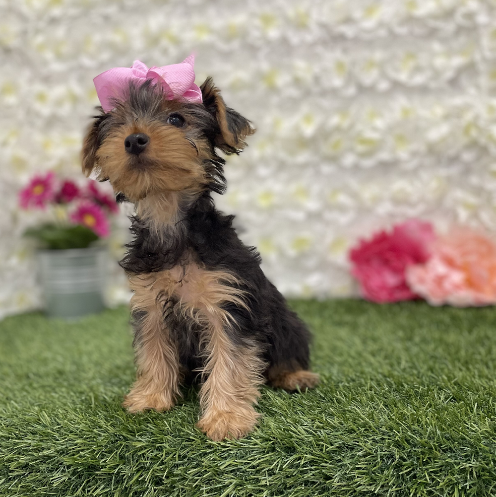 Female Yorkshire Terrier Puppy for Sale in Braintree, MA