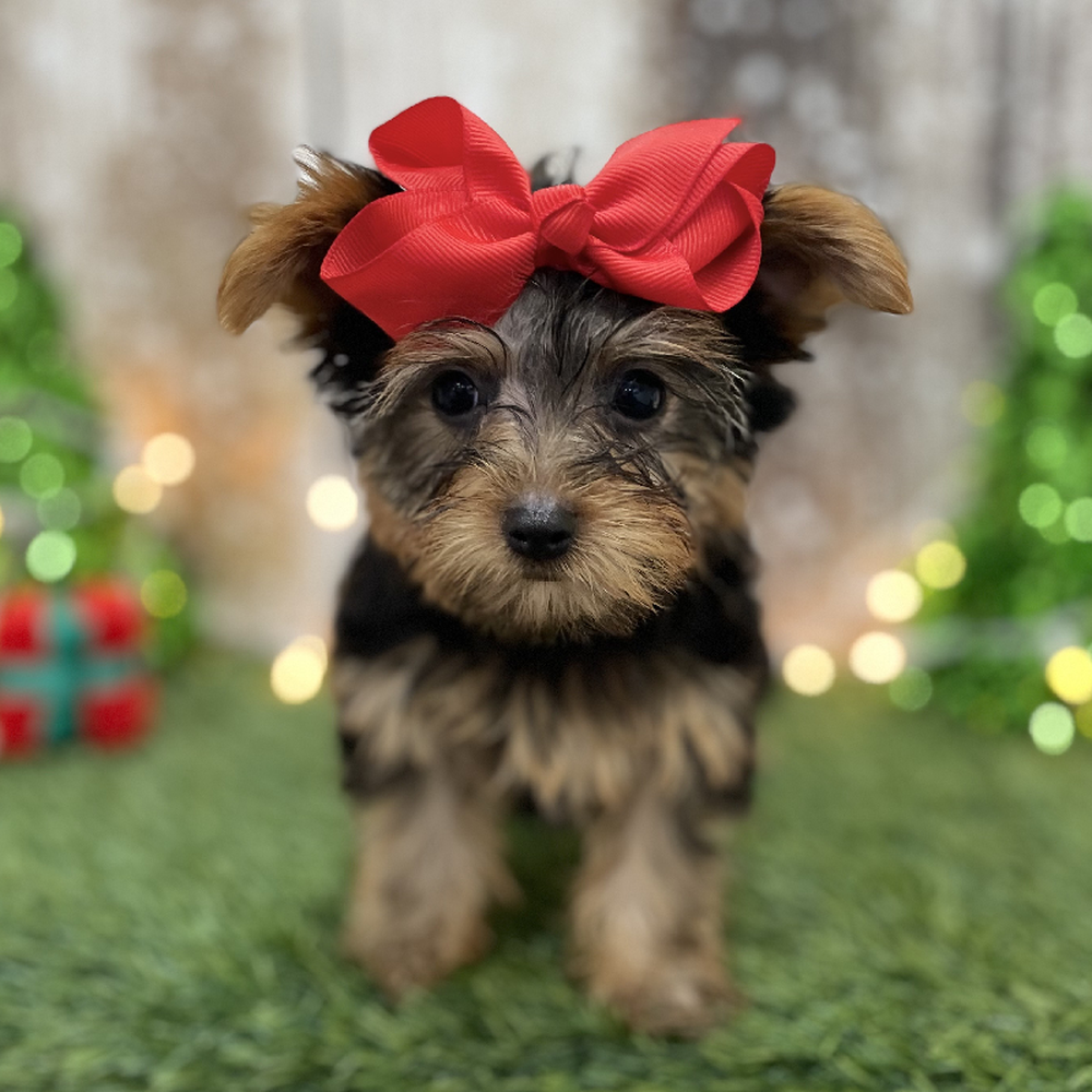 Female Yorkshire Terrier Puppy for Sale in Braintree, MA