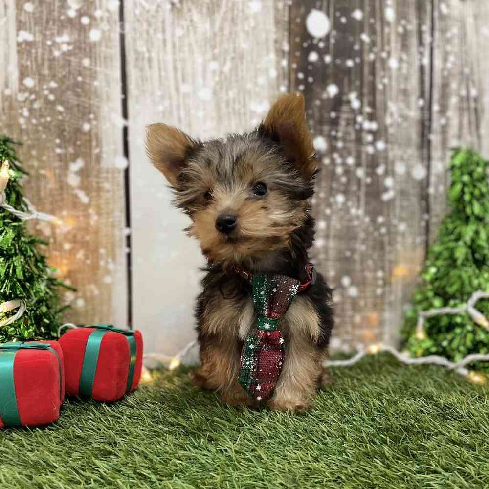 Male Yorkshire Terrier Puppy for Sale in Braintree, MA
