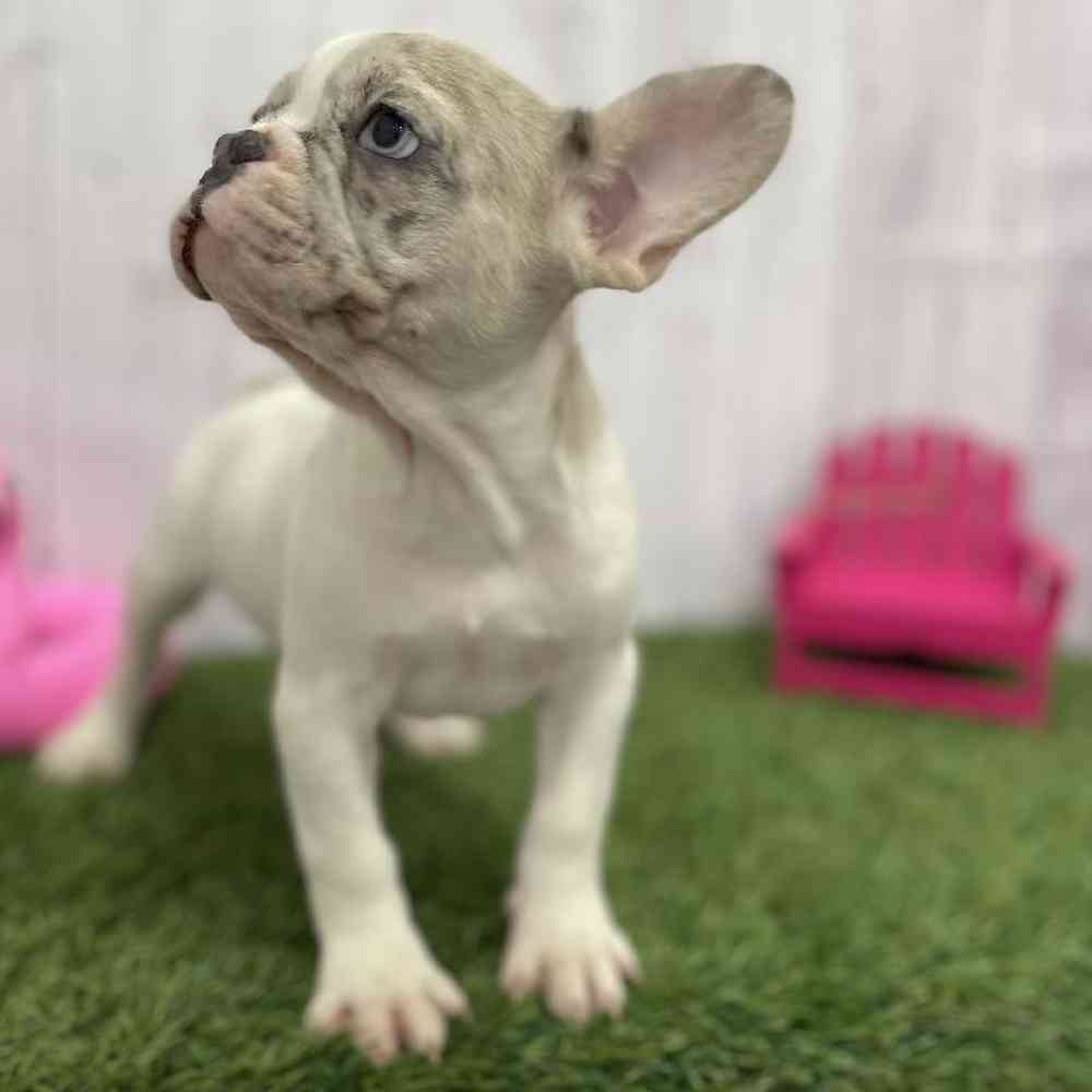 Female French Bulldog Puppy for Sale in Braintree, MA