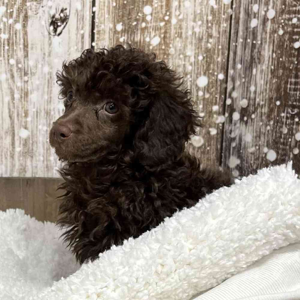 Male Poodle Toy Puppy for Sale in Saugus, MA