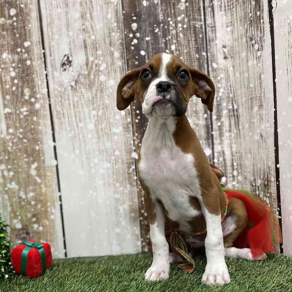 Female Boxer Puppy for Sale in Braintree, MA