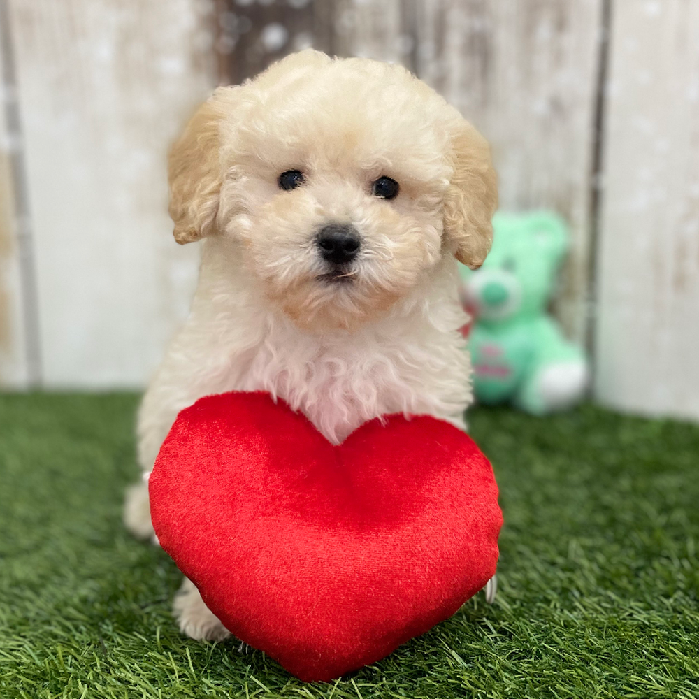 Male Bichon-Poodle 2nd Gen Puppy for Sale in Braintree, MA