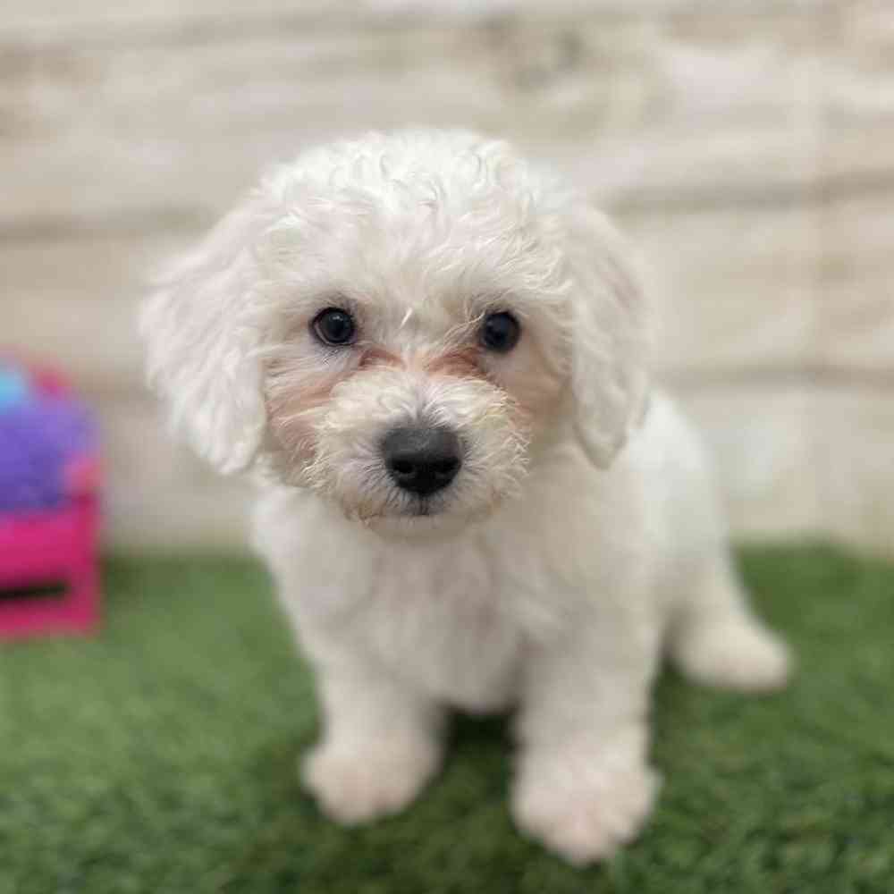 Male Bichon Frise Puppy for Sale in Braintree, MA