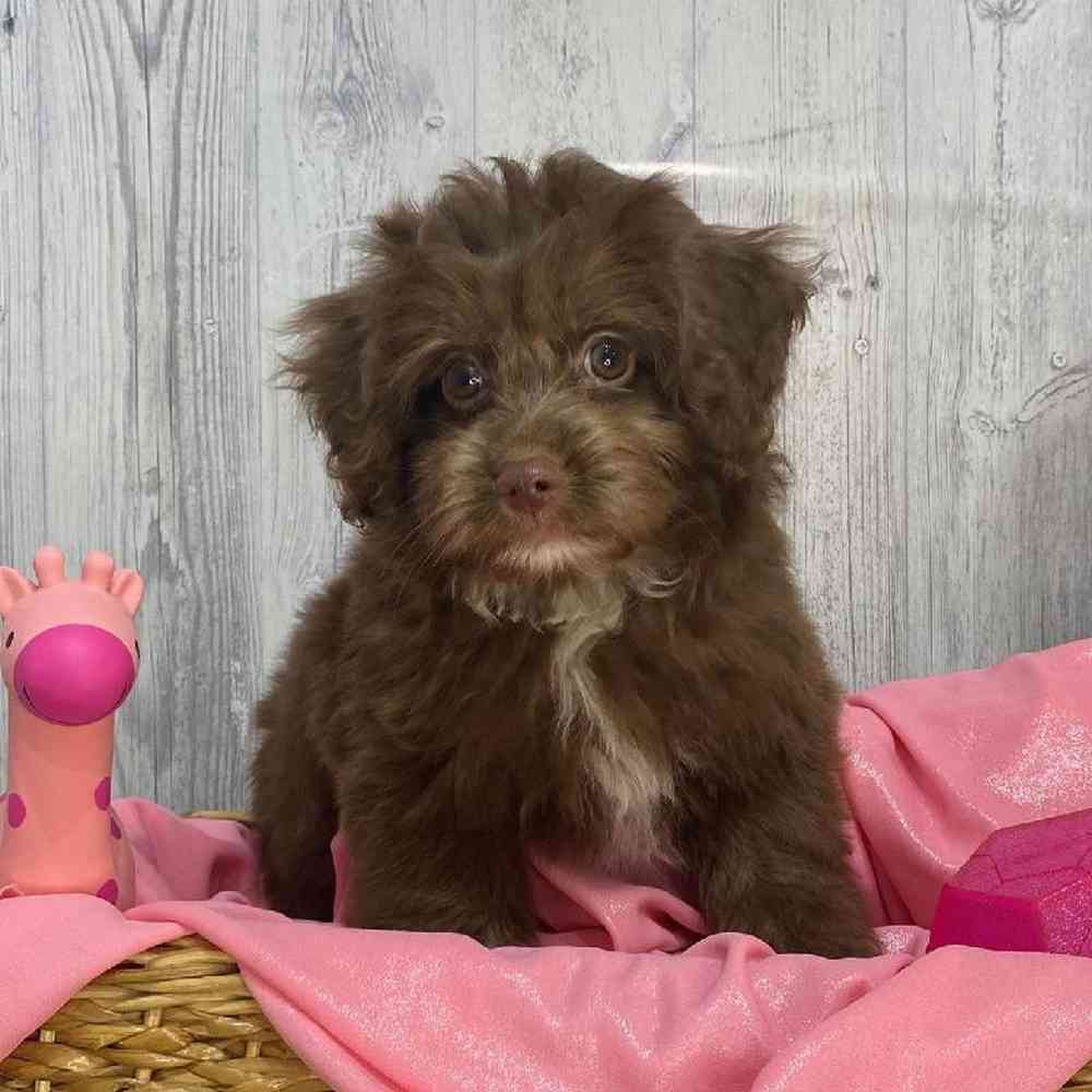Female Mini Aussiedoodle Puppy for Sale in Saugus, MA