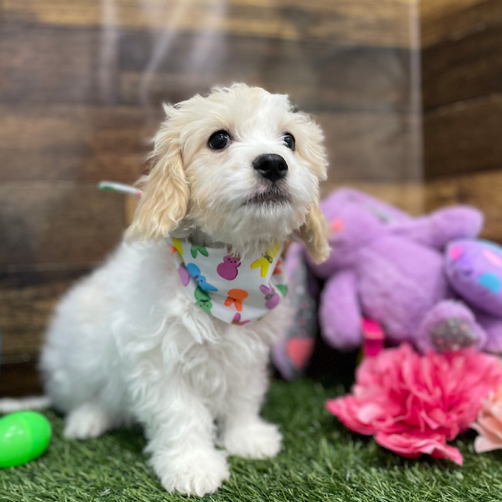 Male Cavachon Puppy for Sale in Braintree, MA