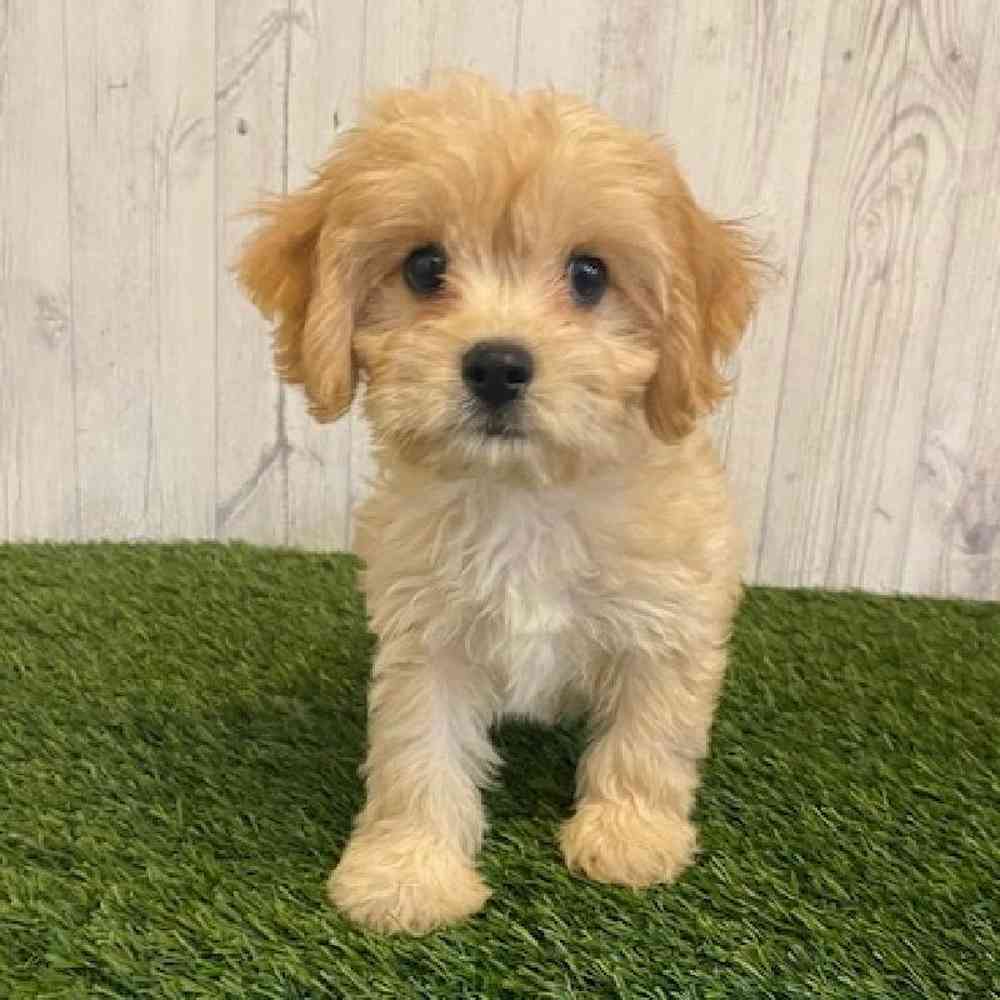 Male Cavachon Puppy for sale
