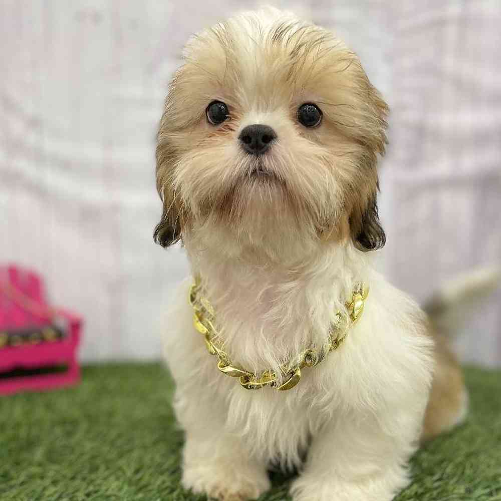 Male Shih Tzu Puppy for Sale in Braintree, MA