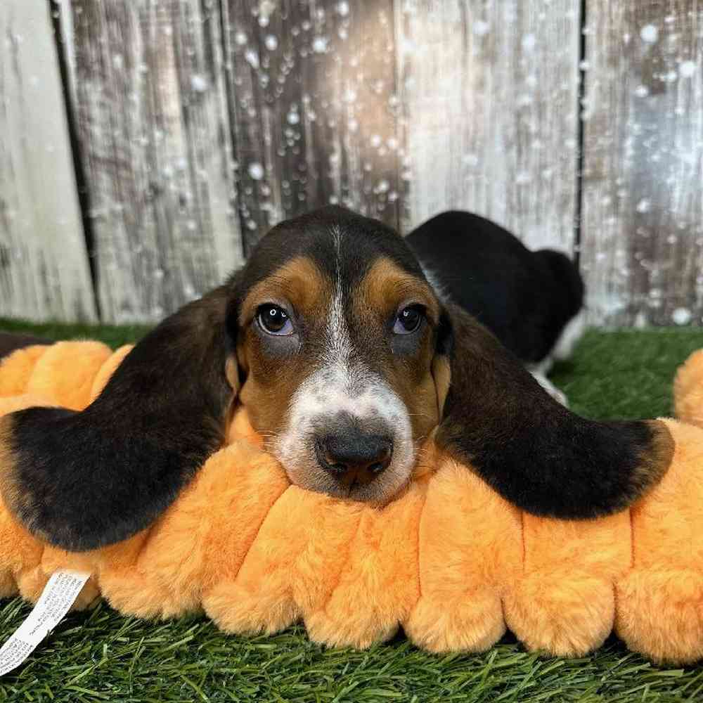 Male Basset Hound Puppy for Sale in Saugus, MA