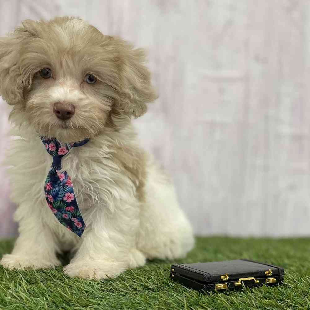 Male Havapoo Puppy for Sale in Braintree, MA