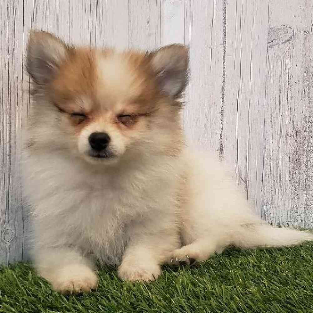 Female Pomeranian Puppy for sale