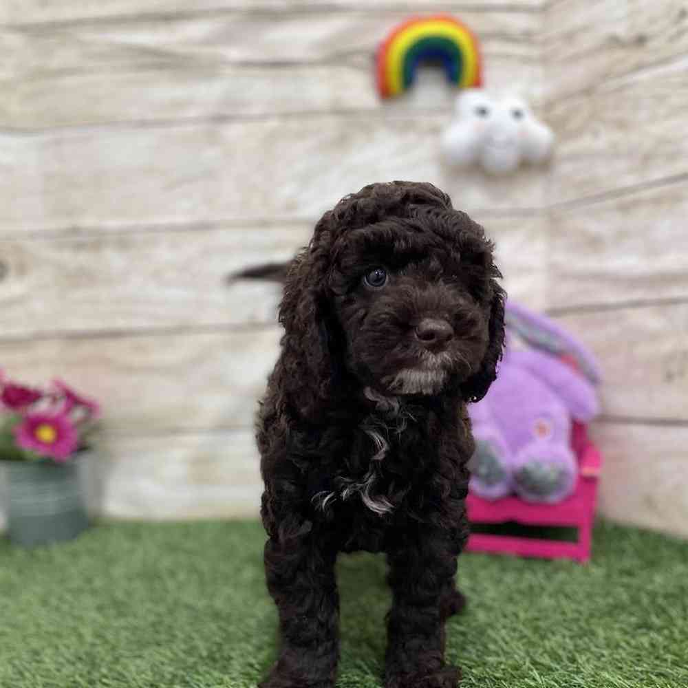 Female Mini Labradoodle 2nd Gen Puppy for Sale in Braintree, MA