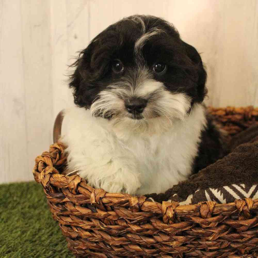 Male Shih-Poo Puppy for Sale in Saugus, MA