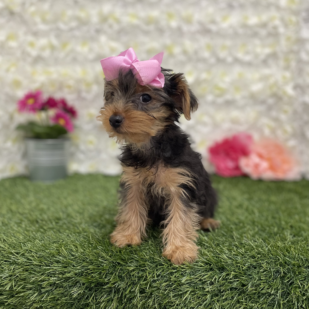 Female Yorkshire Terrier Puppy for Sale in Braintree, MA