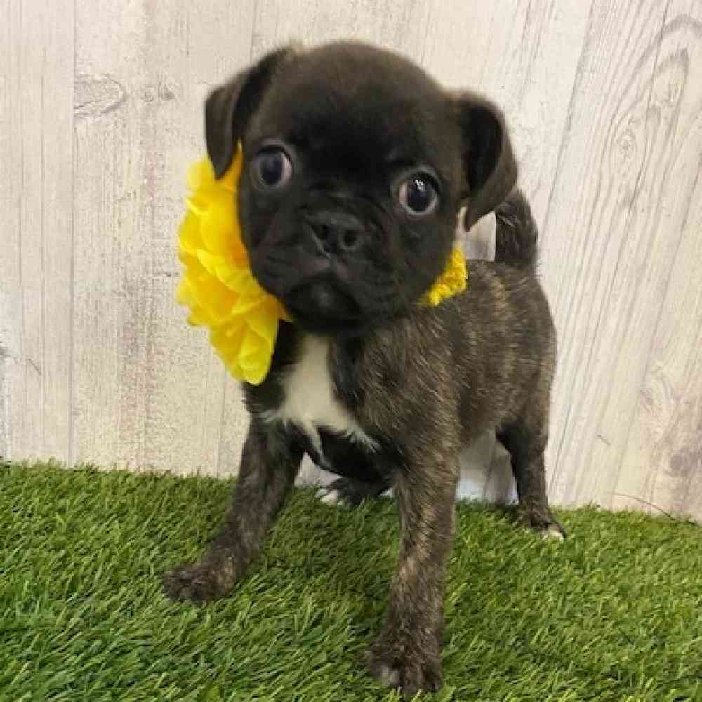 Female Bugg Puppy for sale