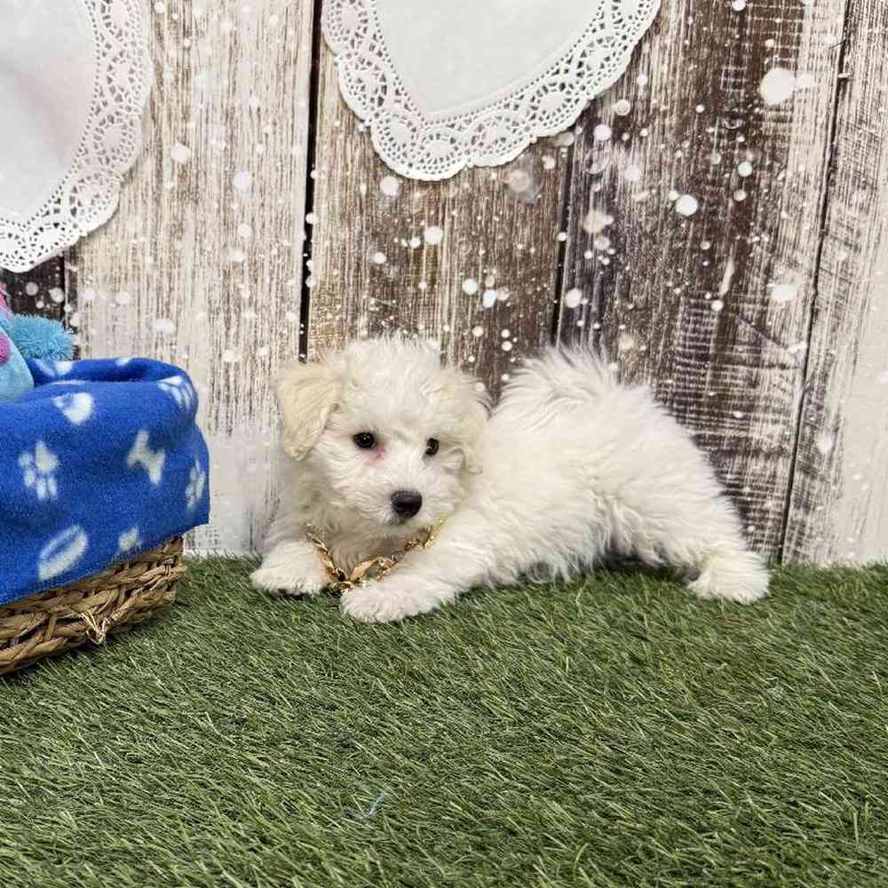 Male Bichon Frise Puppy for Sale in Saugus, MA