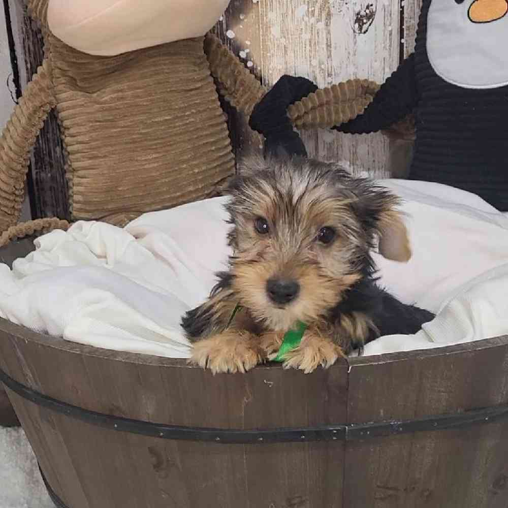 Male Yorkshire Terrier Puppy for Sale in Saugus, MA