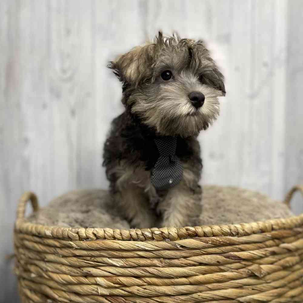 Male Hava-Schnauzer Puppy for sale