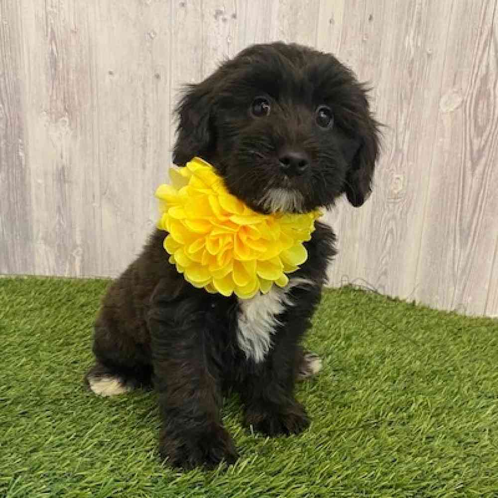 Female Mini Whoodle Puppy for sale