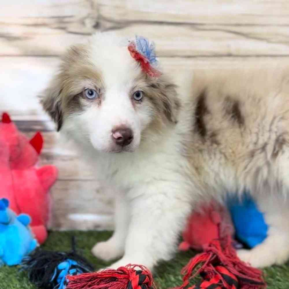 Female Miniature Australian Shepherd Puppy for Sale in Saugus, MA
