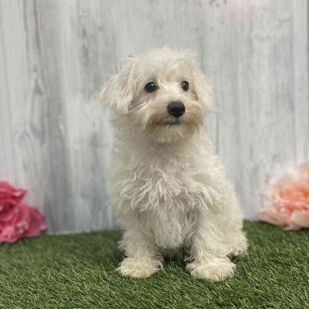 Female Schnoodle Puppy for sale