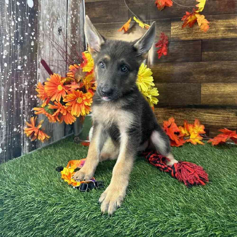 Female German Shepherd Dog Puppy for Sale in Saugus, MA