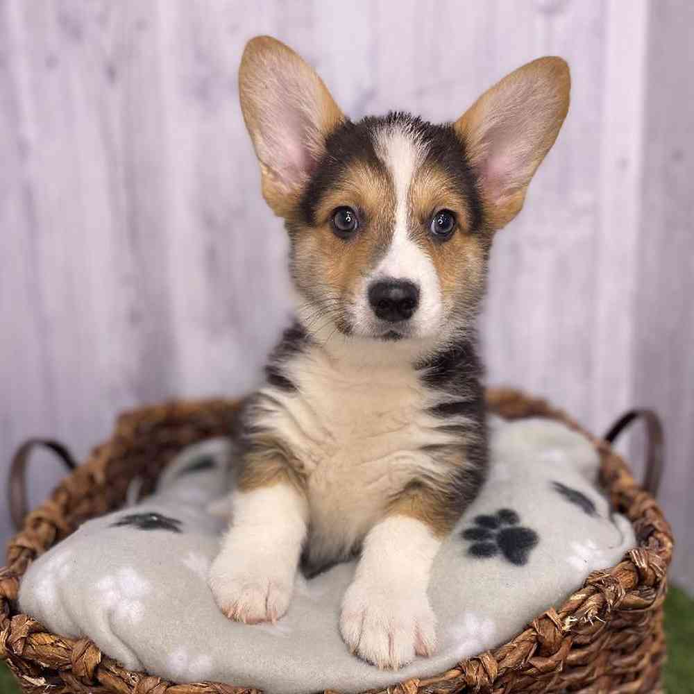 Male Pembroke Welsh Corgi Puppy for Sale in Saugus, MA