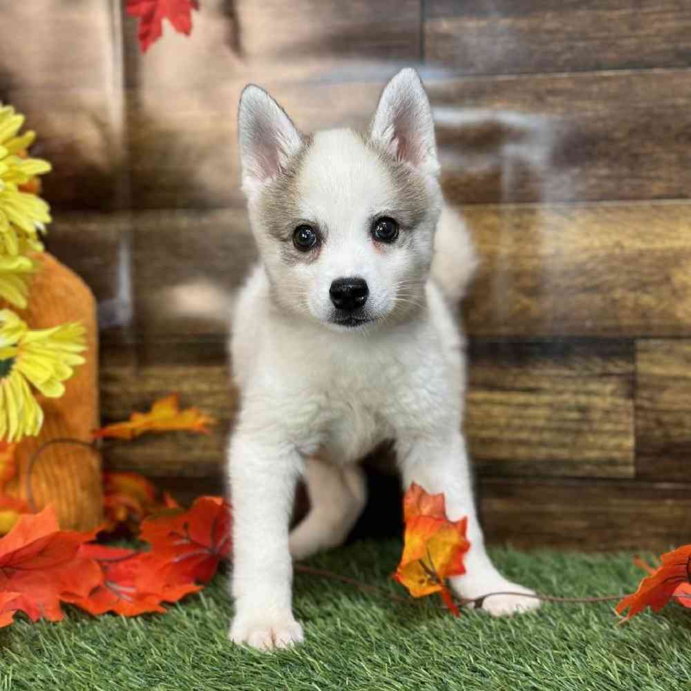 Male Alaskan Klee Kai Puppy for Sale in Saugus, MA