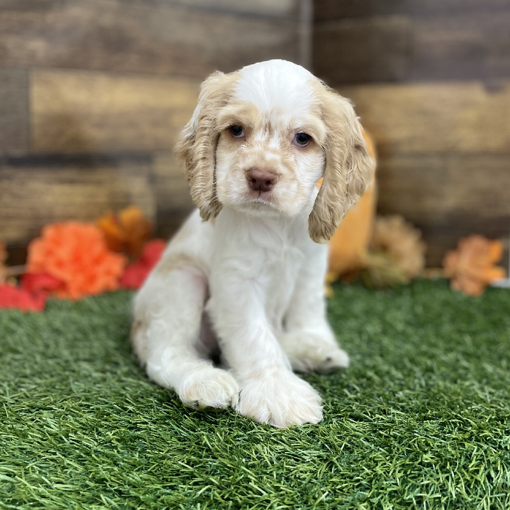 Male Cocker Spaniel Puppy for Sale in Braintree, MA