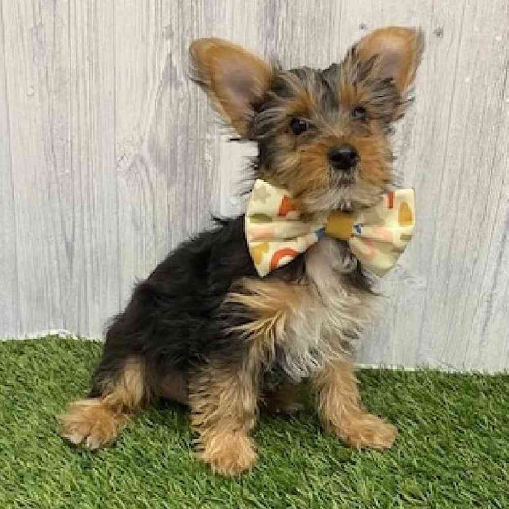 Male Yorkshire Terrier Puppy for Sale in Braintree, MA