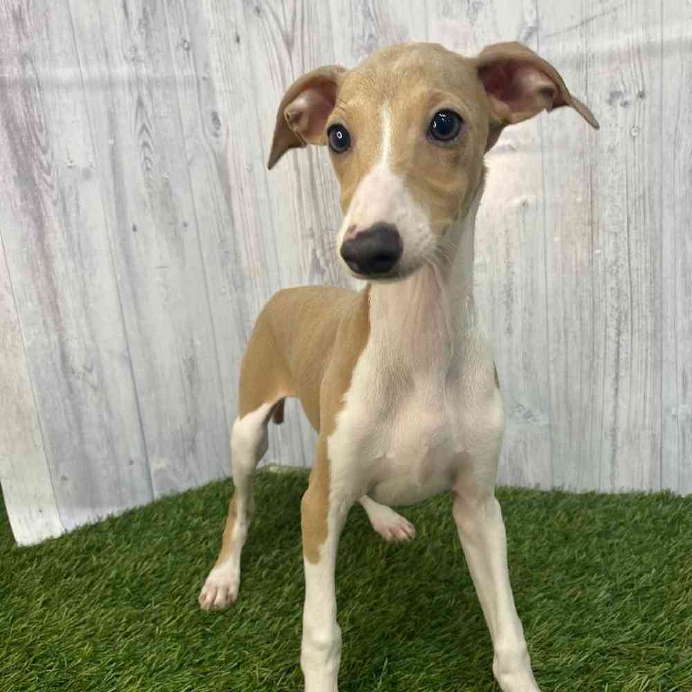 Male Italian Greyhound Puppy for Sale in Saugus, MA