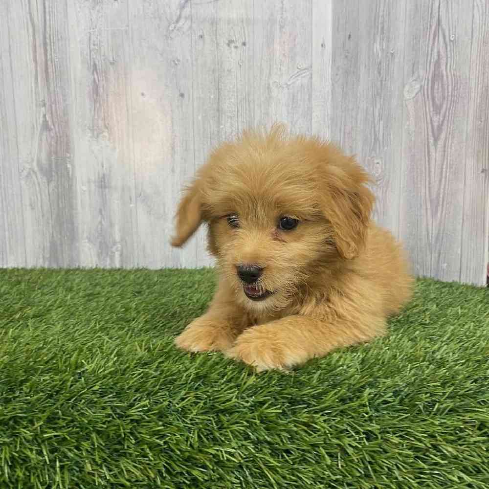 Female Mini Goldendoodle Puppy for Sale in Saugus, MA