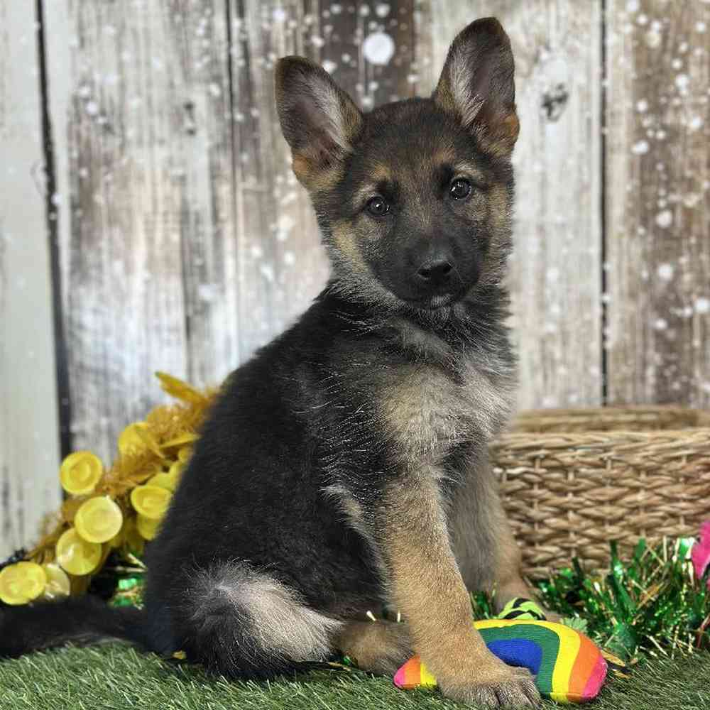 Female German Shepherd Dog Puppy for Sale in Saugus, MA