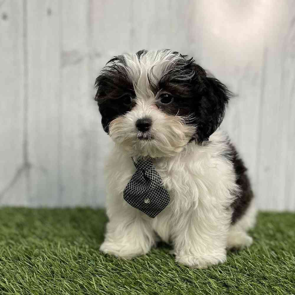 Male Shih-Poo Puppy for sale