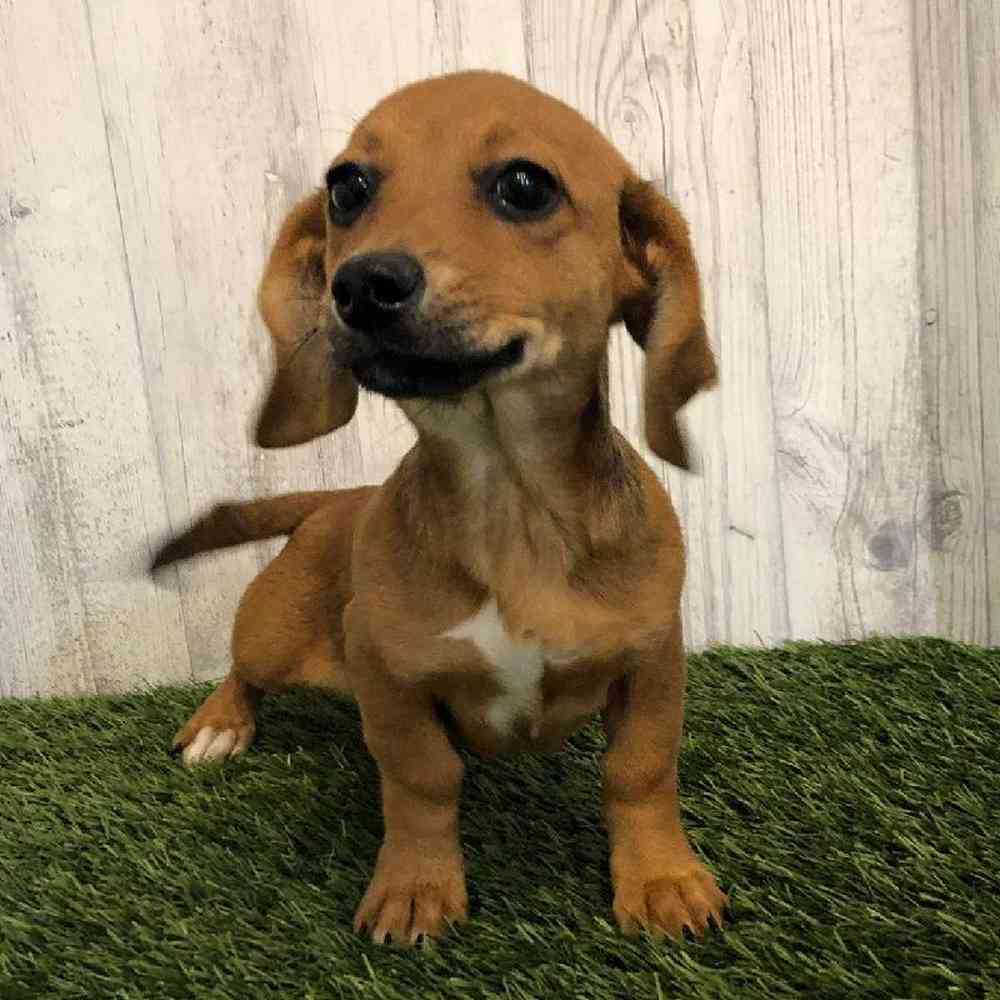 Female Chiweenie Puppy for sale