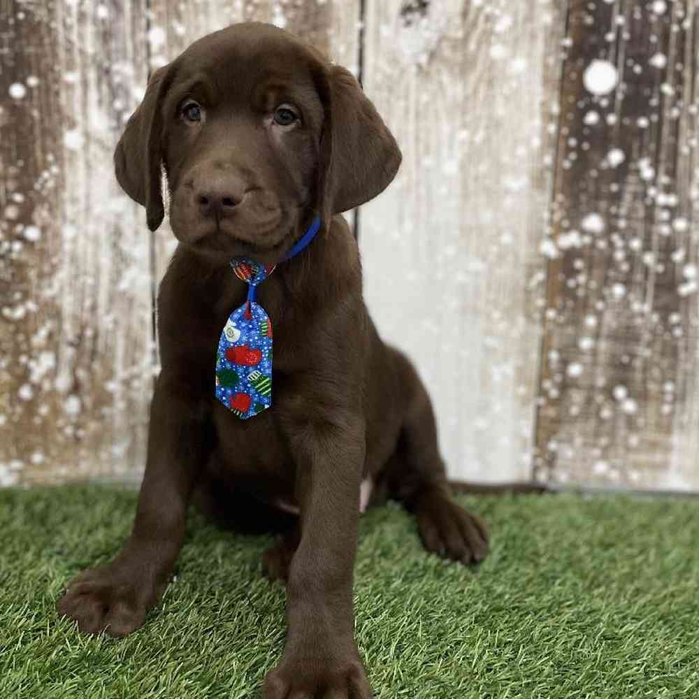 Male Labrador Retriever Puppy for Sale in Braintree, MA