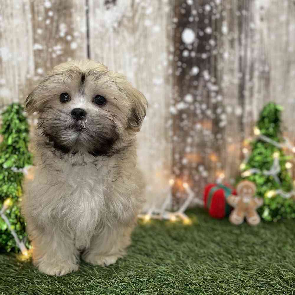 Male Malshi Puppy for Sale in Braintree, MA