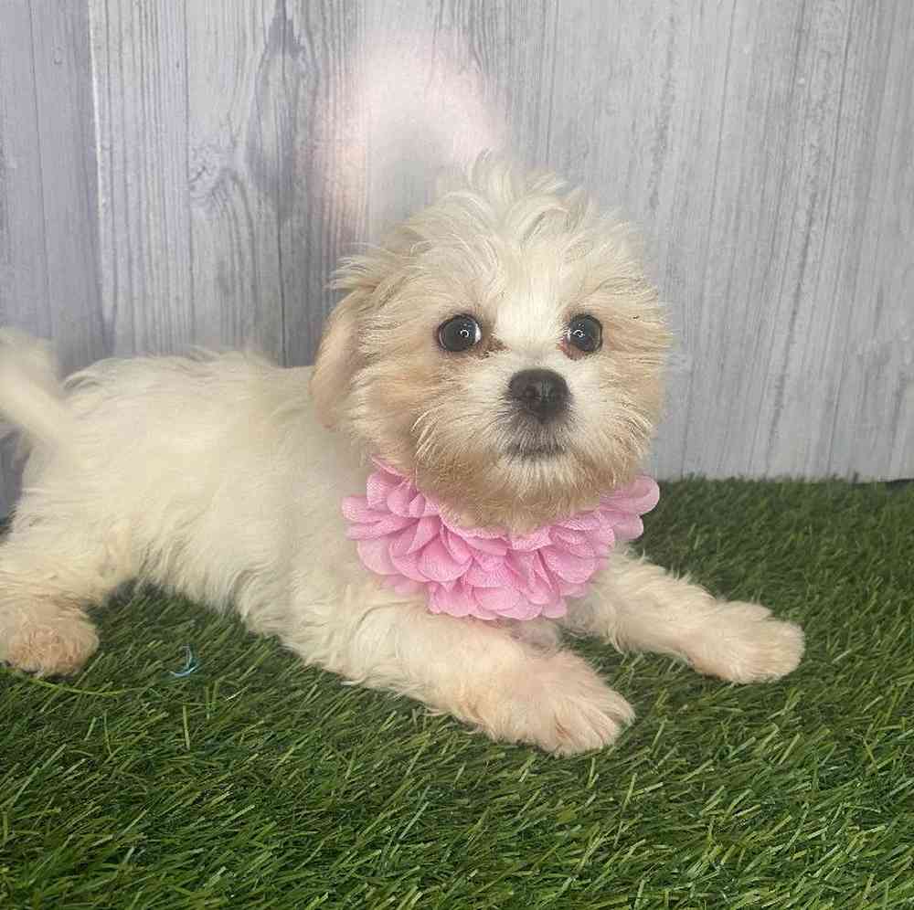 Female La-Chon Puppy for Sale in Saugus, MA