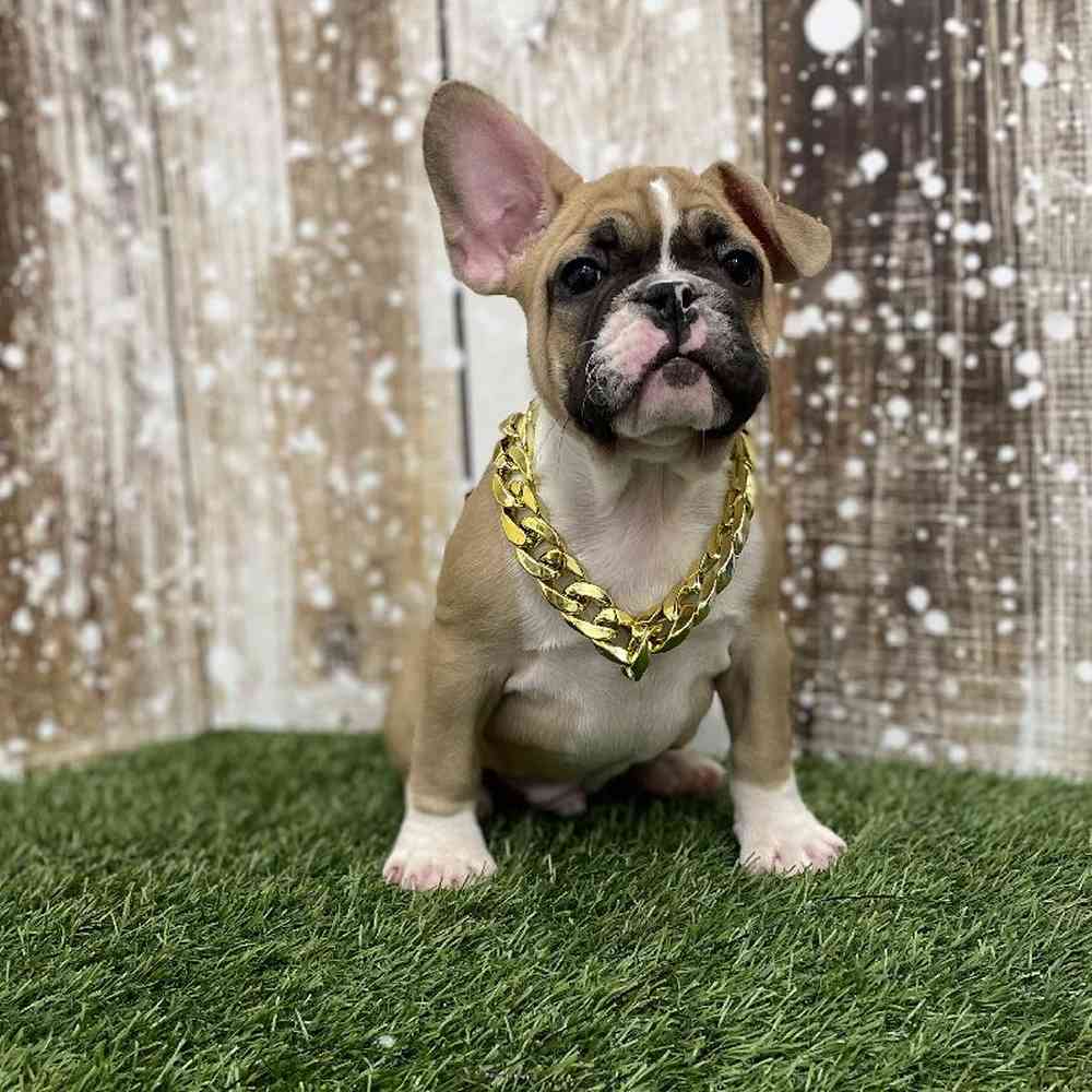 Male French Bulldog Puppy for Sale in Braintree, MA