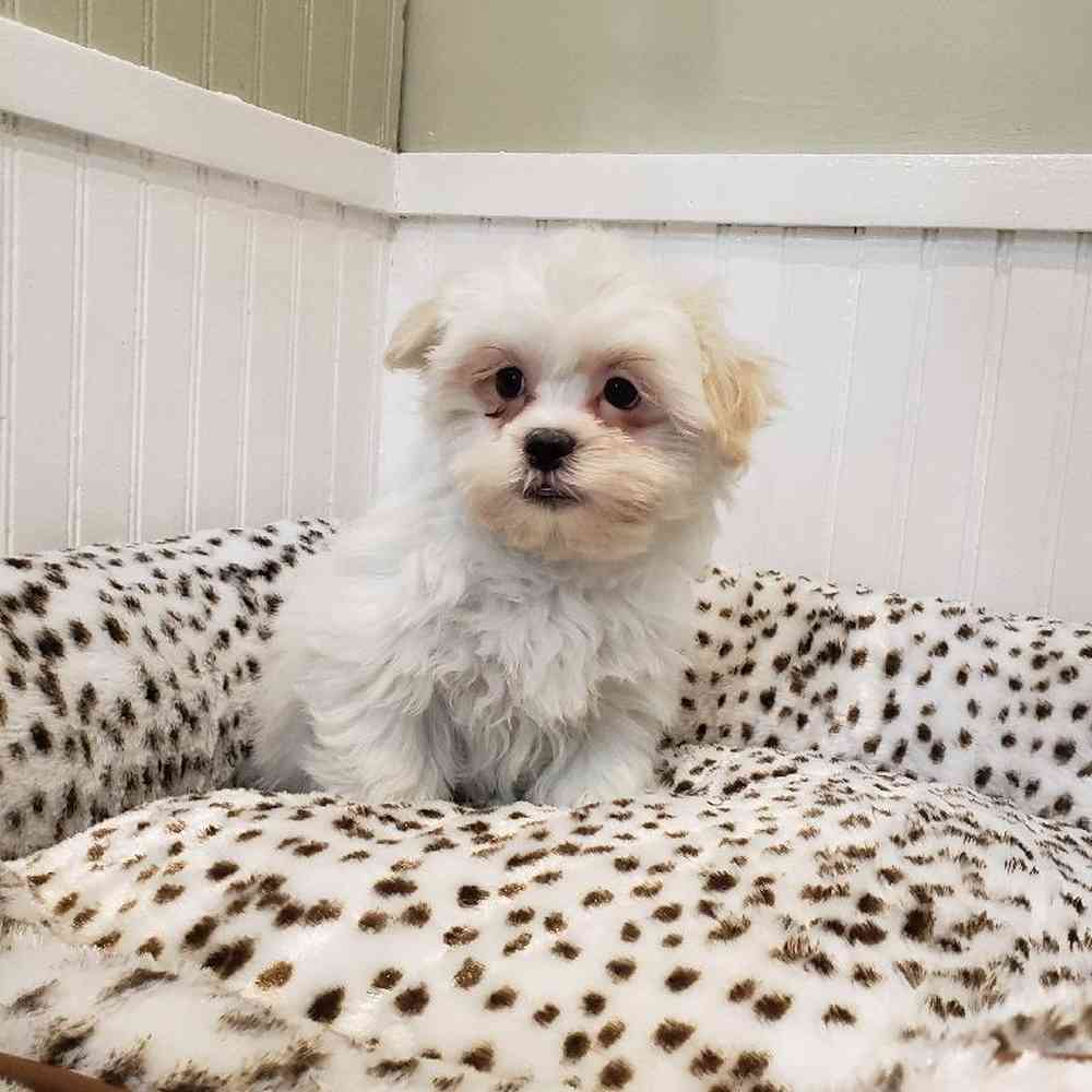 Male Shih-Poo Puppy for sale