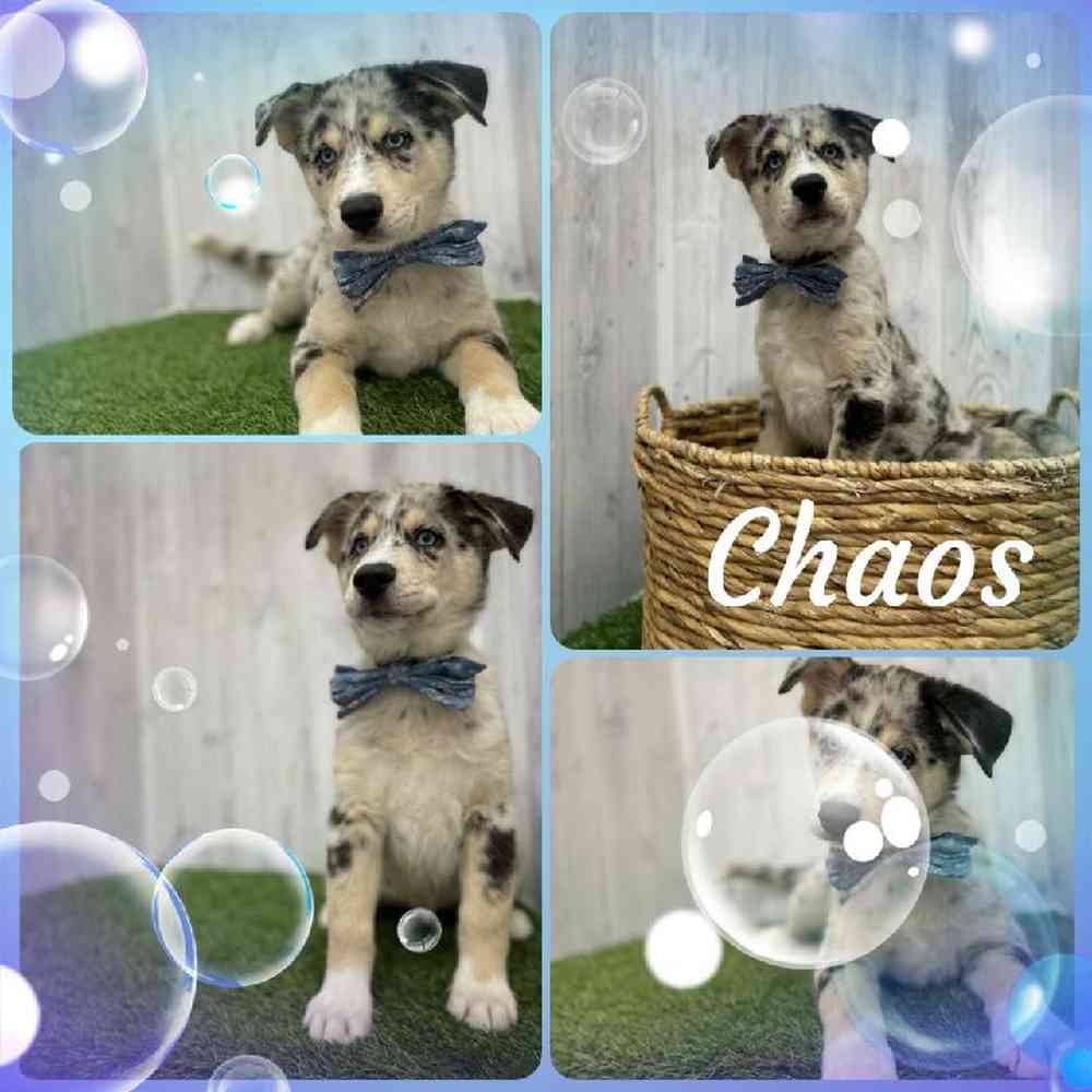 Male Australian Husky Puppy for Sale in Braintree, MA