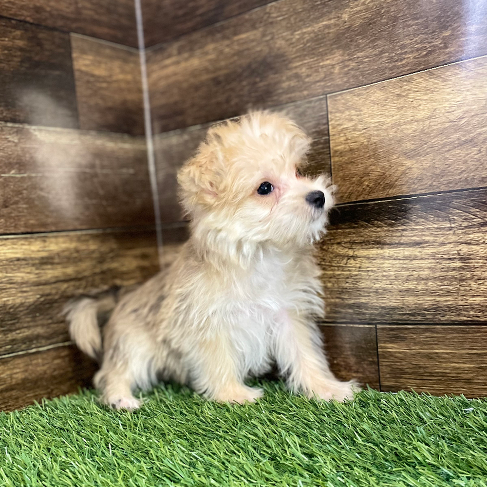 Male Morkie Puppy for Sale in Braintree, MA