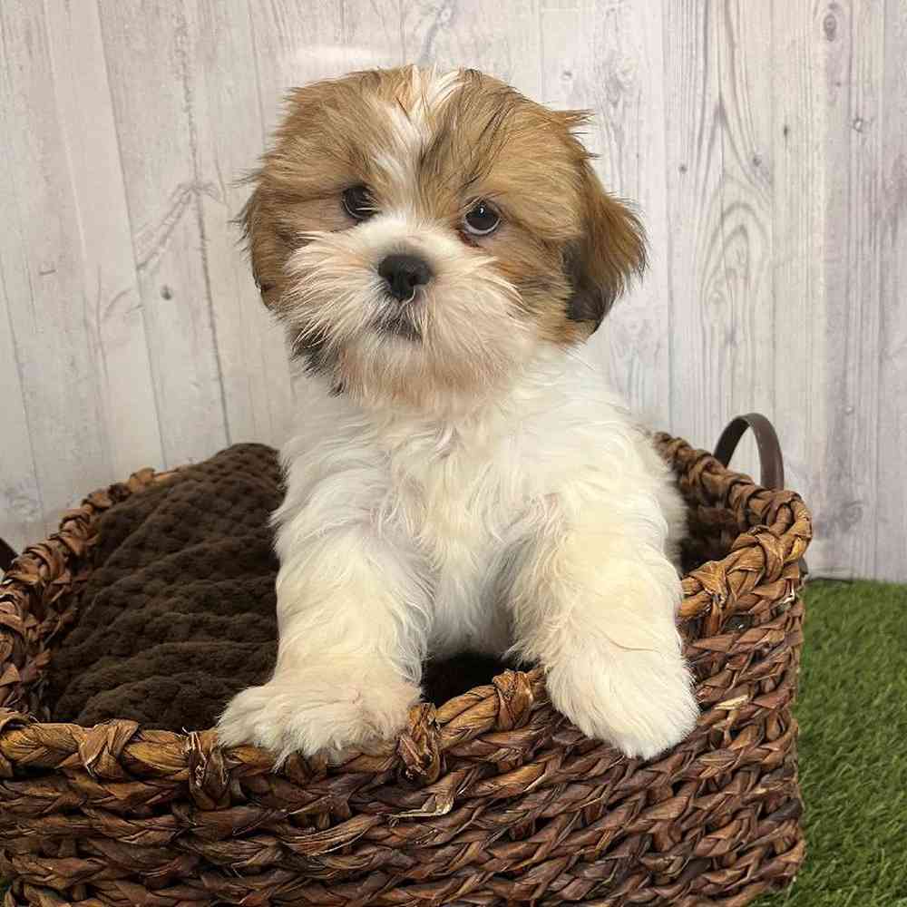 Male Shih Tzu Puppy for Sale in Saugus, MA