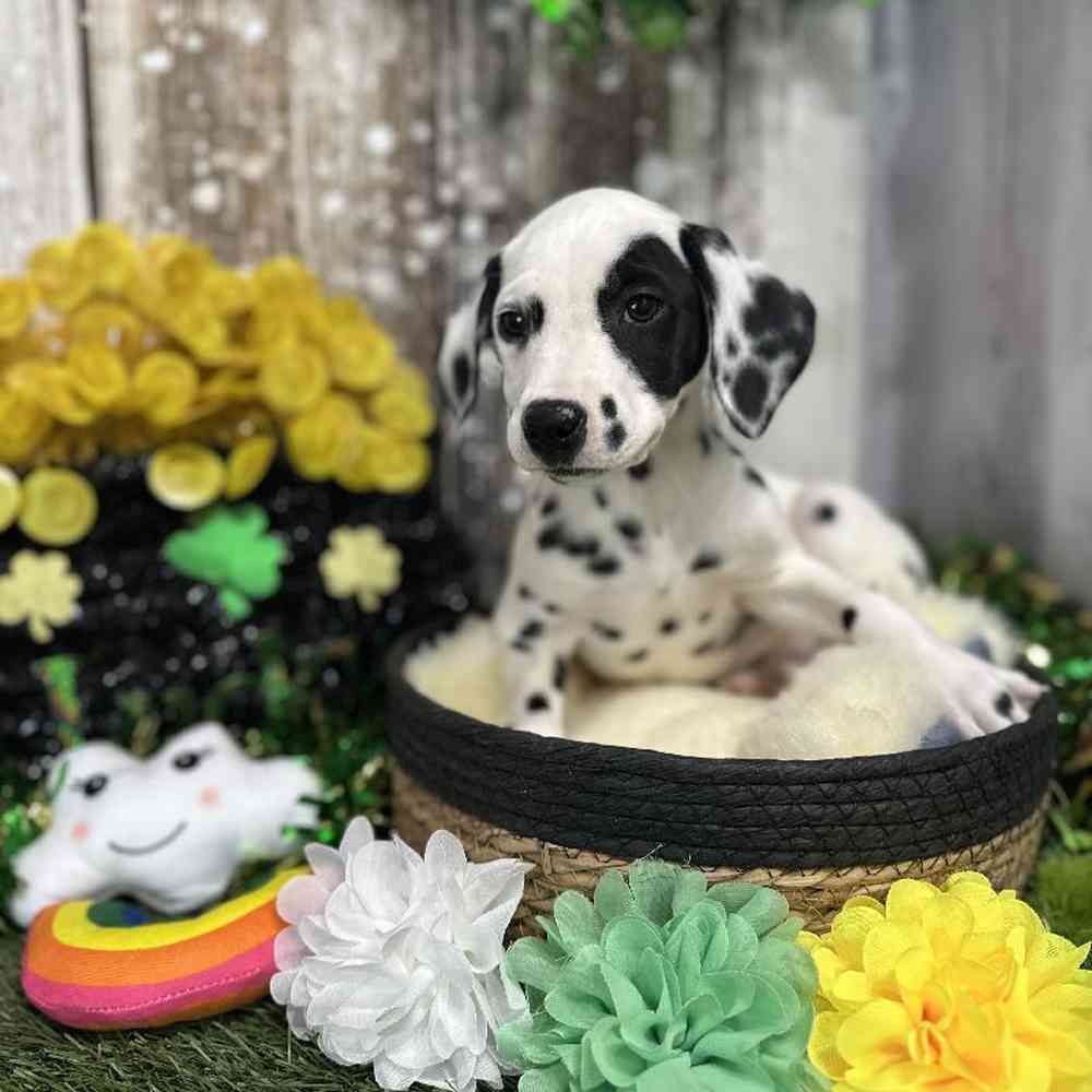 Female Dalmatian Puppy for Sale in Saugus, MA