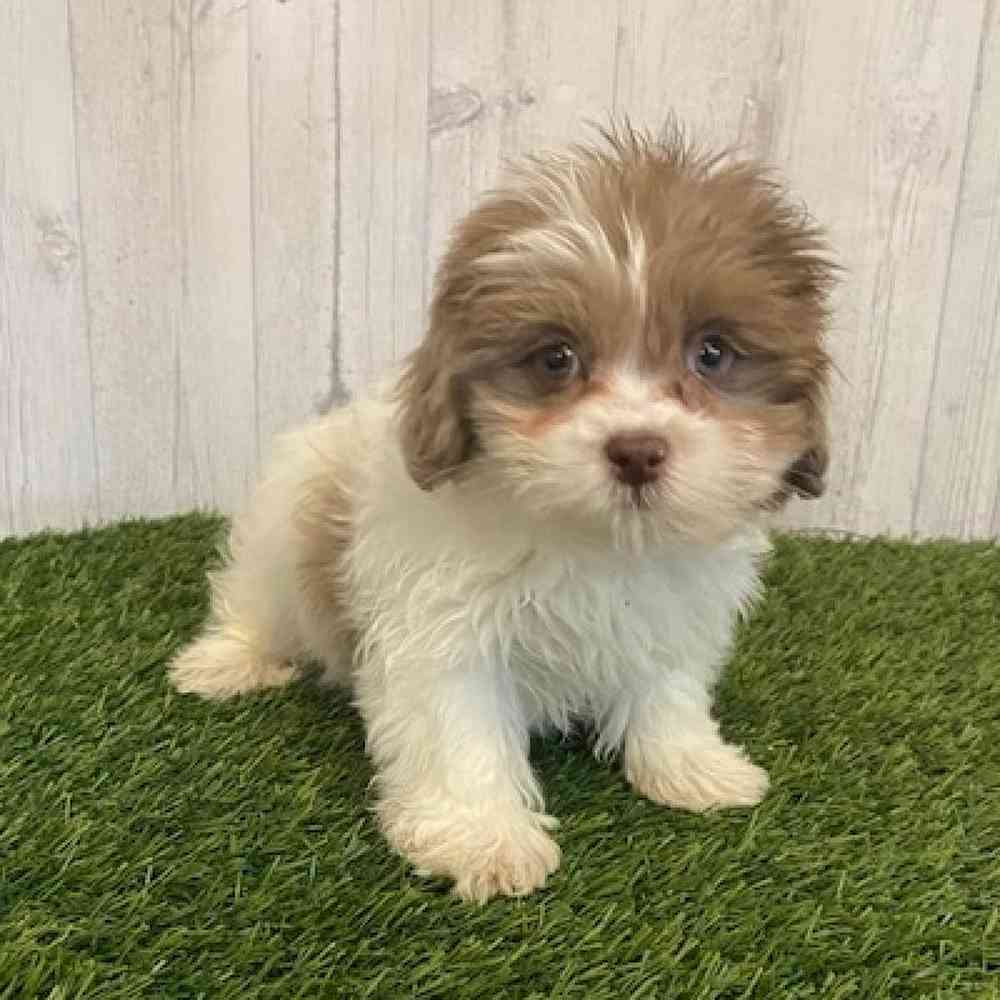 Female Shih-Poo Puppy for sale