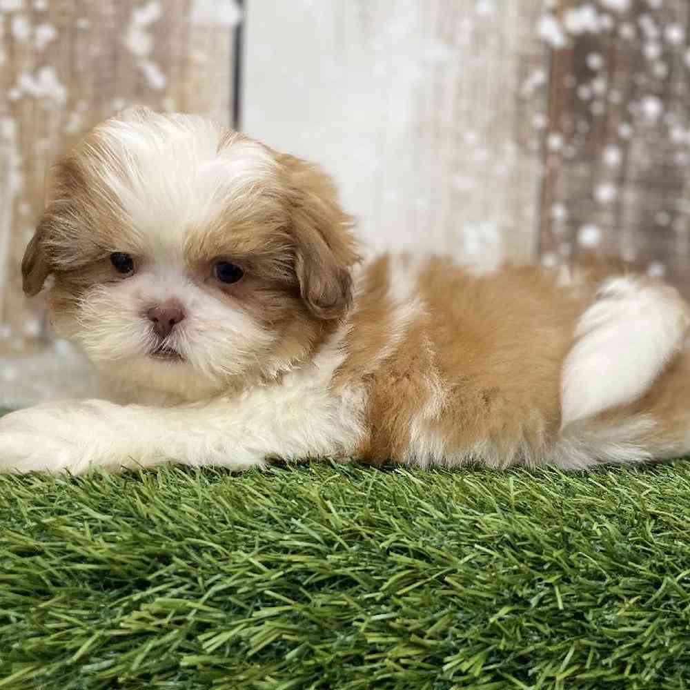 Male Shih Tzu Puppy for Sale in Braintree, MA
