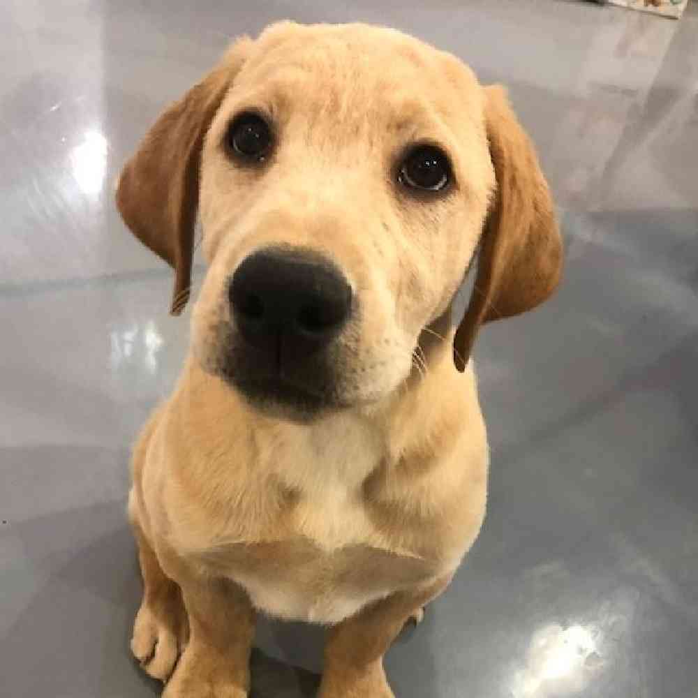 Male Labrador Retriever Puppy for sale